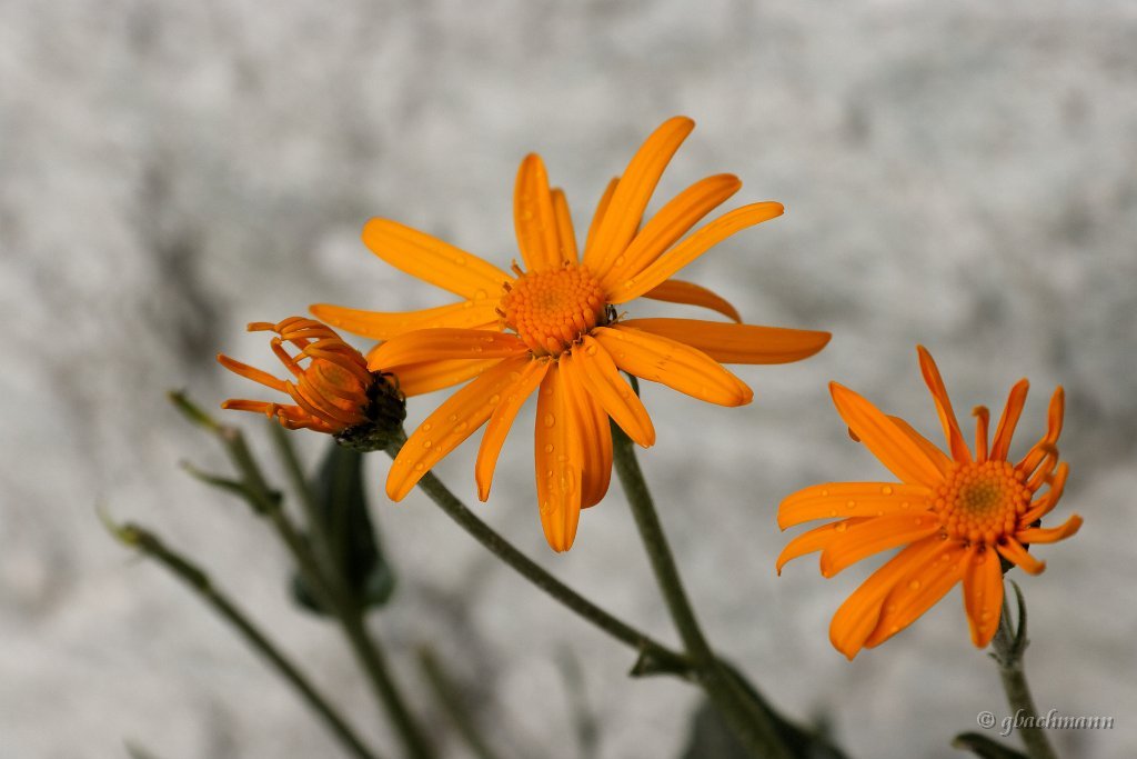 20090802_348_raw